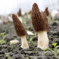 Dried Morel Morchella Mushroom